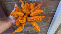 Bombay Morich Orange - Pepper Seeds - White Hot Peppers
